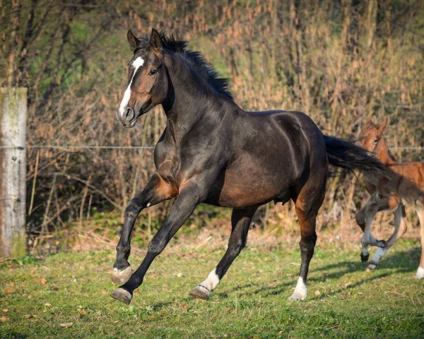 broodmare Cadenza Bianca CH (Swiss Warmblood, 2010, from Cordato)
