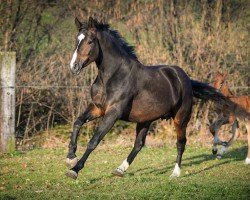 Zuchtstute Cadenza Bianca CH (Schweizer Warmblut, 2010, von Cordato)