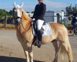 dressage horse Anton (Haflinger, 2007, from Adriano)