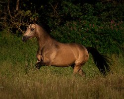 Springpferd Tres Chic 2 (Deutsches Reitpony, 2009, von Top Champy)