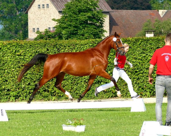 broodmare Lisura (Hanoverian, 2017, from Lissaro)