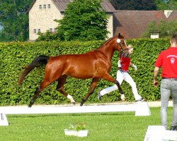 broodmare Lisura (Hanoverian, 2017, from Lissaro)