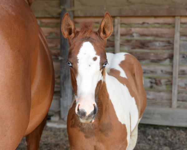 horse Nu Cutter Smoke (Paint Horse, 2014)