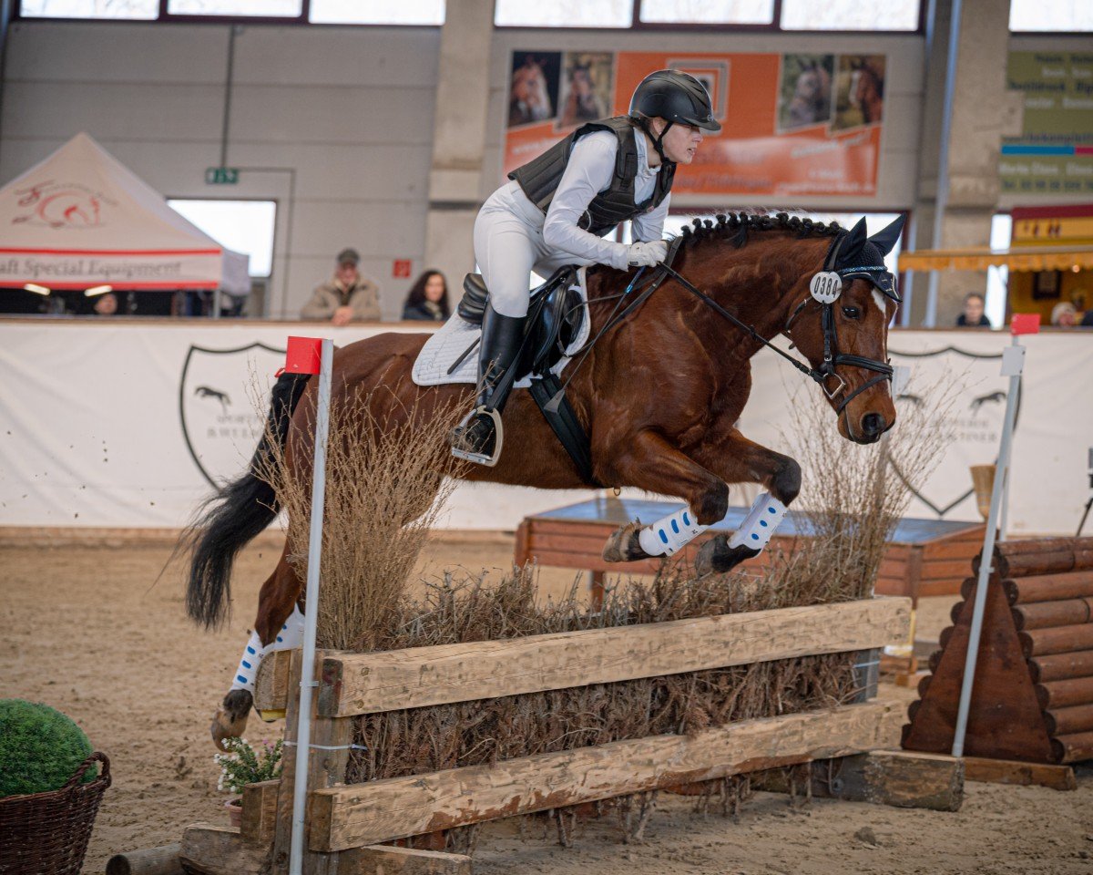 dressage horse Mr. Magic 6 (Pony without race description, 2014)