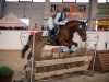 Dressurpferd Mr. Magic 6 (Pony ohne Rassebezeichnung, 2014)