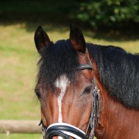 dressage horse Tabaluga (Rhinelander, 2000, from Tarzan)