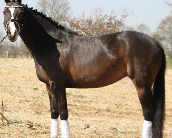 Zuchtstute Cinzano's Little Princess (Deutsches Reitpony, 2013, von Ginger 556)