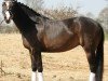 broodmare Cinzano's Little Princess (German Riding Pony, 2013, from Ginger 556)