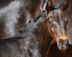 dressage horse For Austria SA (Austrian Warmblood, 2021, from For Romance II)