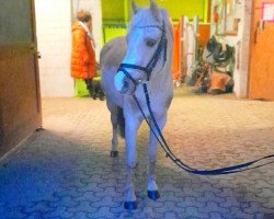 Springpferd Cloigen Fair Trooper (Welsh Pony (Sek.B), 2011, von Cadlanvalley Ameretto)