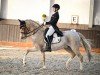 Deckhengst FS Newcomer (Deutsches Reitpony, 2013, von Fs Numero Uno)