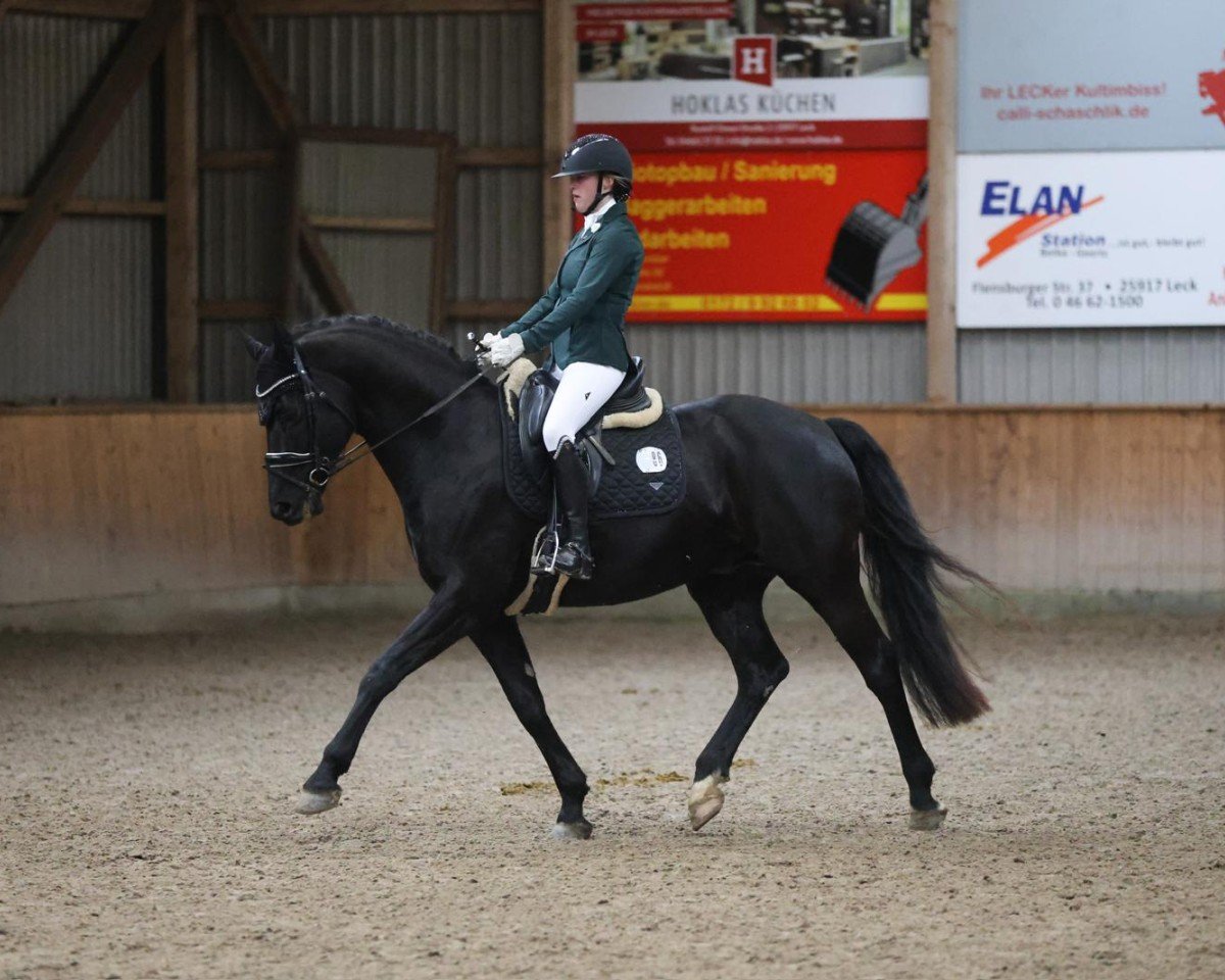 Dressurpferd Fürst Filomeno (Oldenburger, 2012, von Fürstenball)