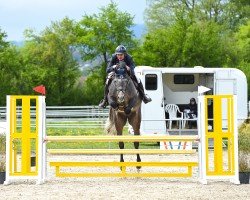 jumper Counting Stars Z (Zangersheide riding horse, 2020, from Cornado II)