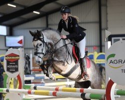 jumper S'Cada Gold (German Sport Horse, 2018, from San Giovanni)