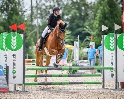 jumper Lora X Ch (Freiberger, 2009, from Nevado IX CH)