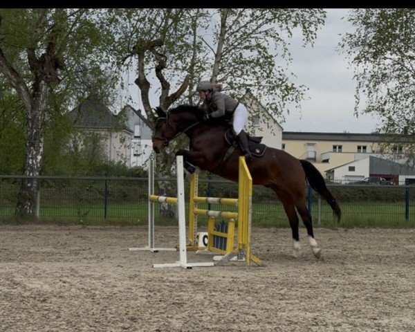 jumper Dostan (Westphalian, 2018, from Dembelé L)