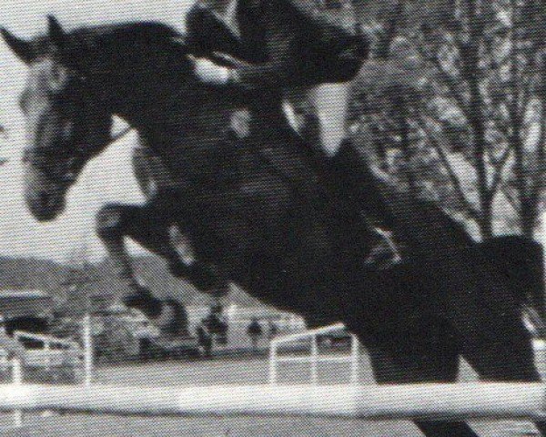 horse Wasenthiener (Hanoverian, 1991, from Wanderbursch I)