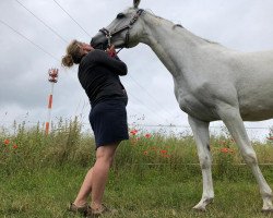 Pferd Celestien EB Z (Zangersheide Reitpferd, 2013, von Cedano)