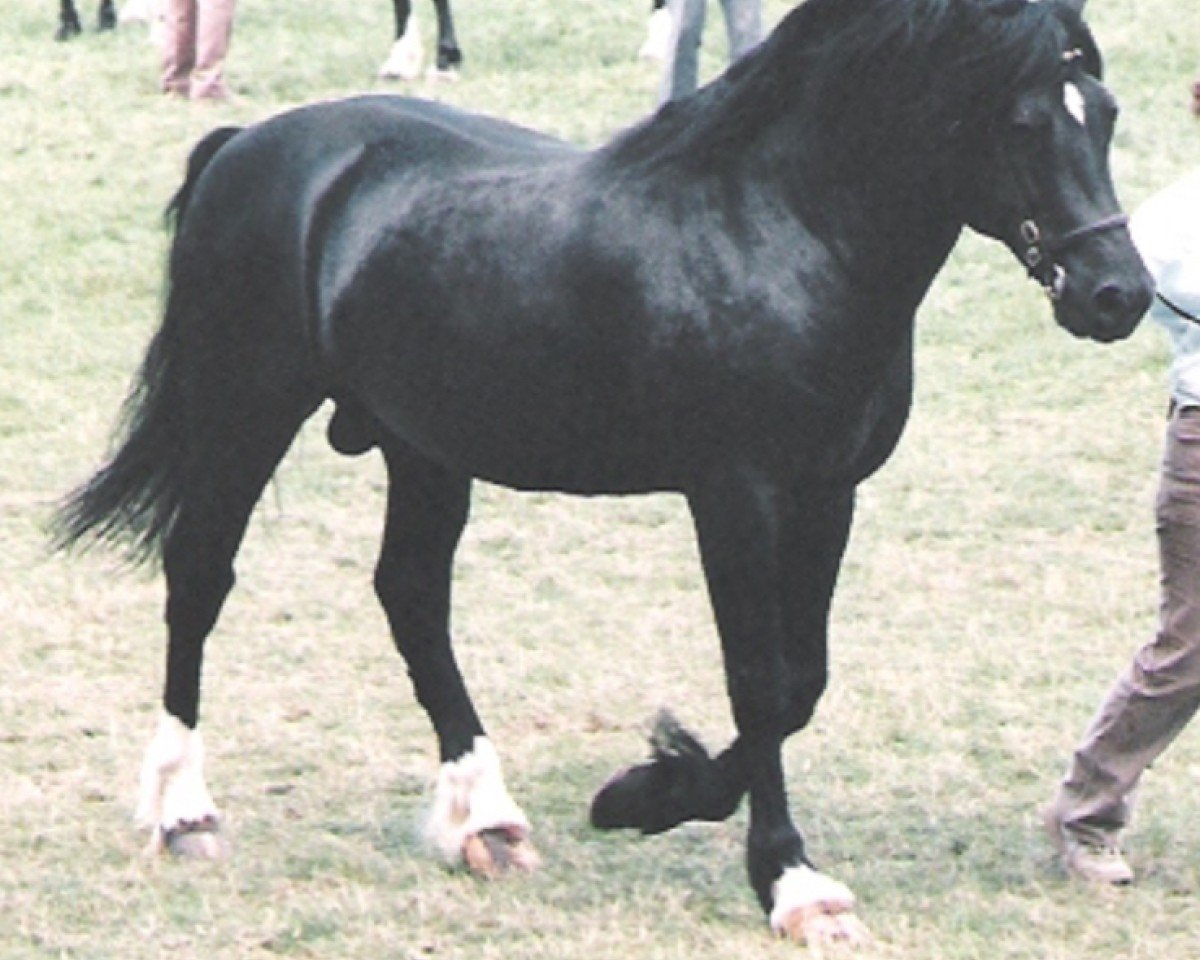 stallion Derwen Rhuban Glas (Welsh-Cob (Sek. D), 1981, from Nebo Black Magic)