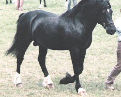 stallion Derwen Rhuban Glas (Welsh-Cob (Sek. D), 1981, from Nebo Black Magic)