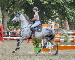 jumper In The Mood (KWPN (Royal Dutch Sporthorse), 2013, from Dakar VDL)