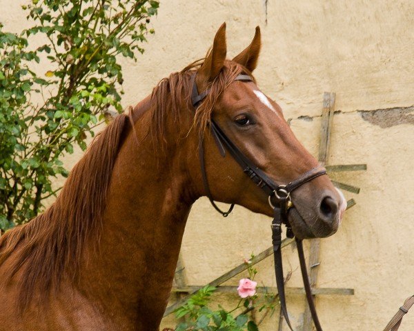 dressage horse Robin (Hanoverian, 2007, from Royaldik)