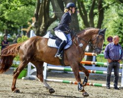 Springpferd Kingsley's Quidam (KWPN (Niederländisches Warmblut), 2016, von Kannan)