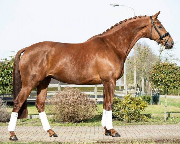 Dressurpferd Lausanne ST (Koninklijk Warmbloed Paardenstamboek Nederland (KWPN), 2016, von Gunner Ks)