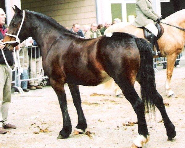 Pferd Gwynfaes Gwennan (Welsh-Cob (Sek. D), 2005, von Gwynfaes Martholwch)
