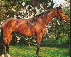 broodmare Pandora-Bo (Westphalian, 1992, from Popcorn)