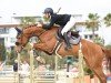 broodmare Big Moon Rising vd Mittelerde (Oldenburg show jumper, 2016, from Big Star)