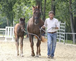 dressage horse Feine Feodora B (Westphalian, 2017, from Fürst von Soest)