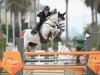 jumper Classe 2 (Holsteiner, 2011, from Clearway)