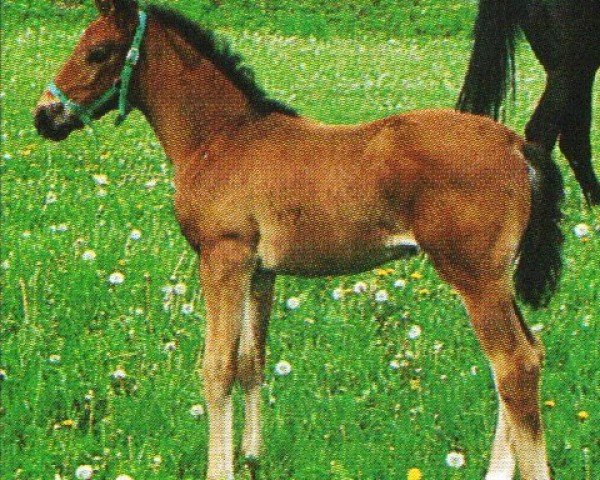 broodmare Mona Lisa S (Hanoverian, 1995, from Maurice)