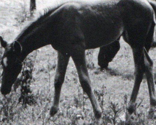 broodmare Guarana (Trakehner, 1995, from Verdenas)