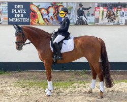 dressage horse Bella Fortuna (Oldenburger, 2014, from Fürst Wilhelm)