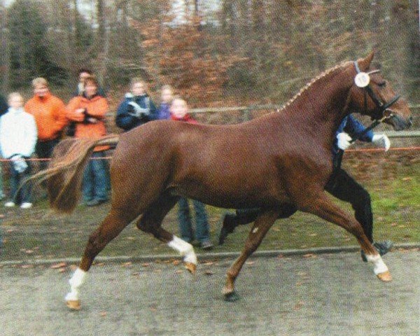 dressage horse Danny Beau (German Riding Pony, 2001, from Danny Gold)