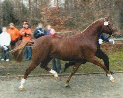 dressage horse Danny Beau (German Riding Pony, 2001, from Danny Gold)