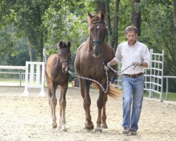 broodmare Filia (Westphalian, 2010, from Fleury)