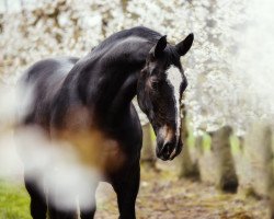 dressage horse Pagor (Schlesier, 2014, from Prom)