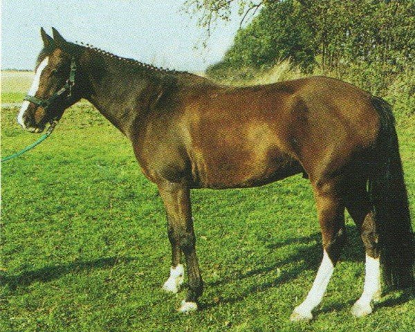 horse Nordstern (German Riding Pony, 1995, from Nibelungenheld II)