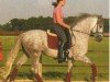 dressage horse Ebano 9 (Pura Raza Espanola (PRE), 1996, from Mercenario VIII)