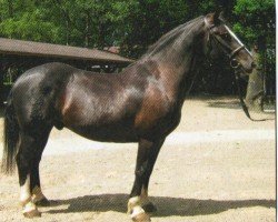 jumper Victor (South German draft horse, 2008, from Schneeberg)