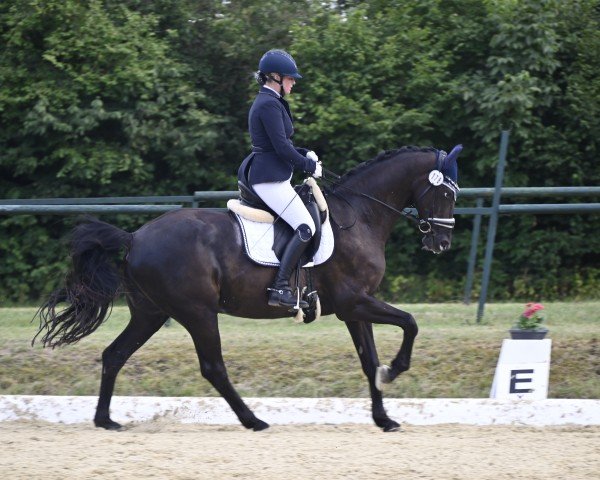 dressage horse Hollister 15 (Hanoverian, 2011, from Hohenzollern)