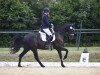 dressage horse Hollister 15 (Hanoverian, 2011, from Hohenzollern)