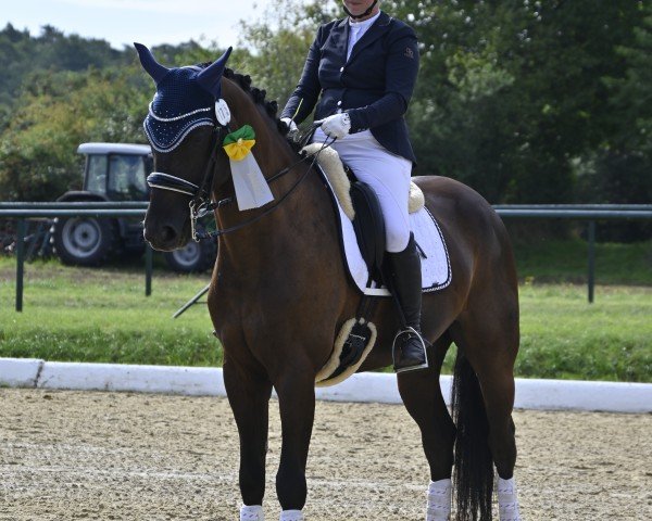 dressage horse Fine Fargo (Hanoverian, 2015, from Fürsten-Look)