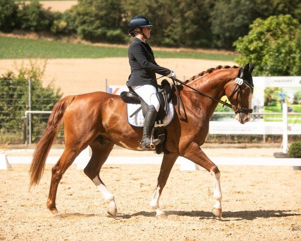 dressage horse Newcomer 17 (German Sport Horse, 2015, from Negro)