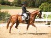 Dressurpferd Newcomer 17 (Deutsches Sportpferd, 2015, von Negro)