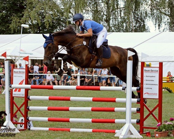 broodmare Wolke F (German Sport Horse, 2006, from Accusé)