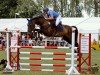broodmare Wolke F (German Sport Horse, 2006, from Accusé)